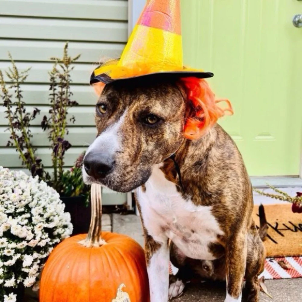 Hyde & EEK! candy corn